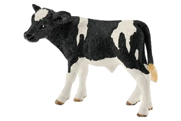 Cielę Holstein